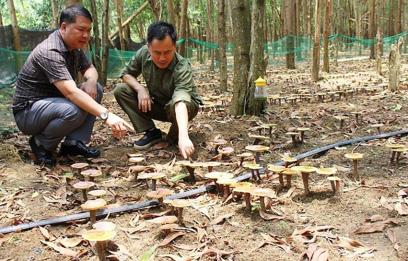 Nấm linh chi đỏ sinh sôi dưới tán rừng keo ở núi Cờ (xã Ia Ka, huyện Chư Păh). 