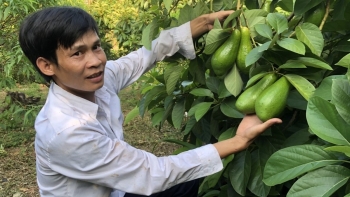 Ngỡ ngàng trước vườn bơ trĩu quả xen trong vườn vải, quả to đẹp như bơ Tây Nguyên