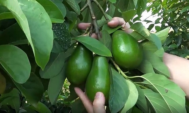 Nhờ áp dụng các biện pháp kỹ thuật nên cây bơ xen vải của anh Dẫu cho quả to và đẹp như bơ Tây Nguyên.