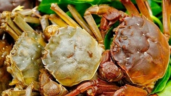 Loài cua chỉ có ở Bắc Giang giá gần triệu mỗi kg vẫn được săn lùng