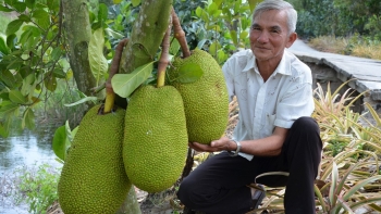 Giá mít tăng vọt trên mức 50 nghìn đồng/kg miền Tây bất ngờ xuất hiện "mít tặc"