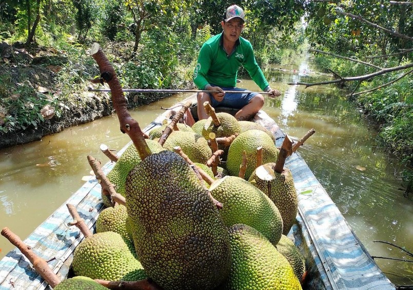 Mít giá cao và khan hiếm, thương lái vào tận vườn lùng mua từng quả.