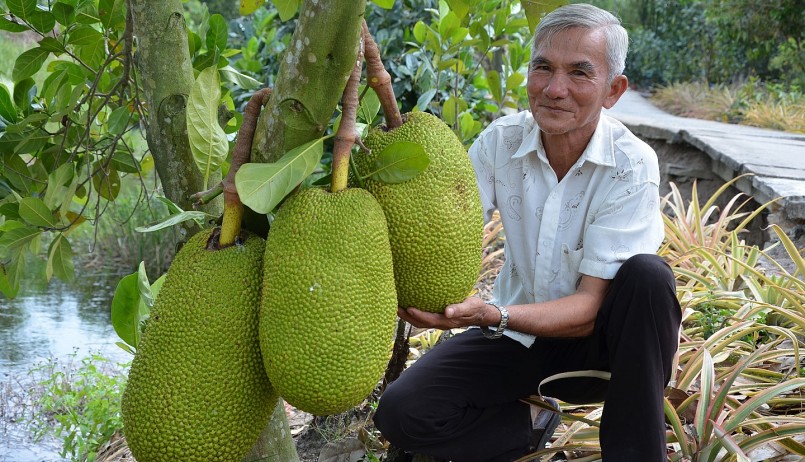 Những ngày qua giá mít Thái tăng liên tục chạm mức 50.000 đồng/kg khiến nhà vườn phấn khởi.