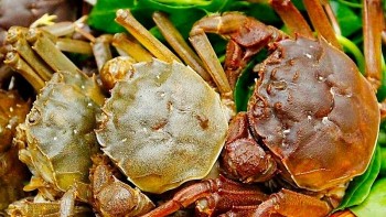 Loài cua chỉ có ở Bắc Giang giá gần triệu mỗi kg vẫn được săn lùng