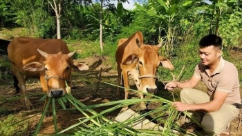 Lương 12 triệu bỏ việc vào rừng nuôi bò còn trồng sắn siêu bột, ngô 2 bắp 9X xứ Thanh thu nửa tỷ/năm