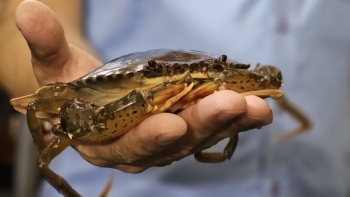 Bất ngờ với trại cua biển trên núi bí quyết từ nguồn nước tự pha chế