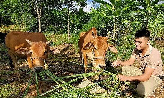Anh Vi Văn Đợi thành công với mô hình chăn nuôi bò sinh sản và vỗ béo của mình (Ảnh: Hạnh Linh). Anh Vi Văn Đợi thành công với mô hình chăn nuôi bò sinh sản và vỗ béo của mình (Ảnh: Hạnh Linh).