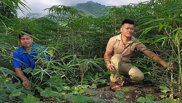 Anh Vi Văn Đợi (bìa phải) bên đồi sắn tre, loại sắn mà theo anh nhiều củ, to, nhiều tinh bột (Ảnh: Hạnh Linh). Anh Vi Văn Đợi (bìa phải) bên đồi sắn tre, loại sắn mà theo anh nhiều củ, to, nhiều tinh bột (Ảnh: Hạnh Linh).