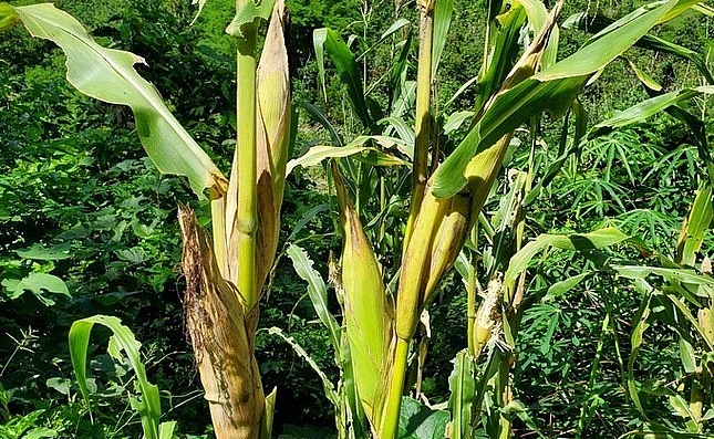 Giống ngô 2 bắp của anh Hợi được nhiều người thích và hỏi xin giống về trồng. Giống ngô 2 bắp của anh Hợi được nhiều người thích và hỏi xin giống về trồng.