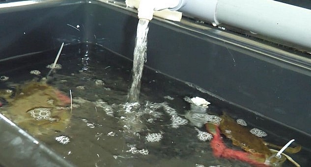 Cua biển nuôi trong nhà có chất lượng không thua kém ngoài tự nhiên nhờ nguồn nước biển tự pha chế.