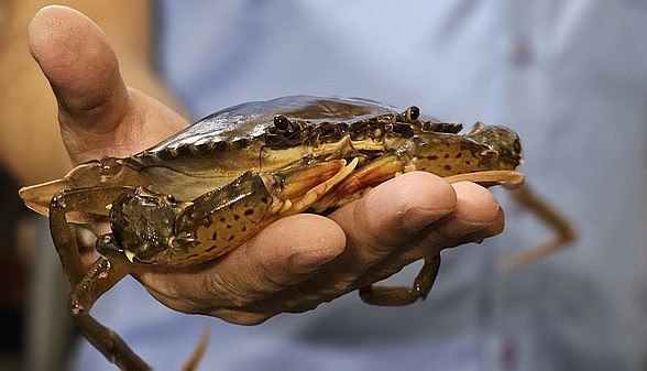 Cua lột vỏ hay còn gọi là cua cốm nuôi ở cơ sở của anh Cảnh trước thời điểm chuẩn bị xuất bán.