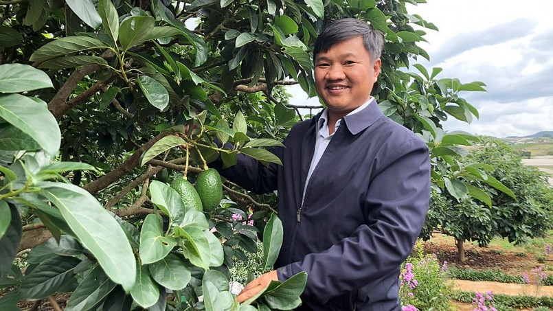 Anh Phan Thanh Nhân bên vườn bơ ông Tĩnh của Avocado Farm. Ảnh: Diệp Quỳnh