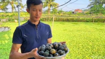 Bất ngờ khi trại ốc lớn nhất thị xã Quảng Yên của một cử nhân, khách đặt hàng đều đặn thu nửa tỷ mỗi năm