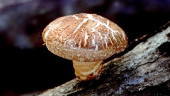 Chuyện thật như đùa, xã vùng sâu Tà Hine cho ra đời nấm đông cô bằng phương pháp trồng khô