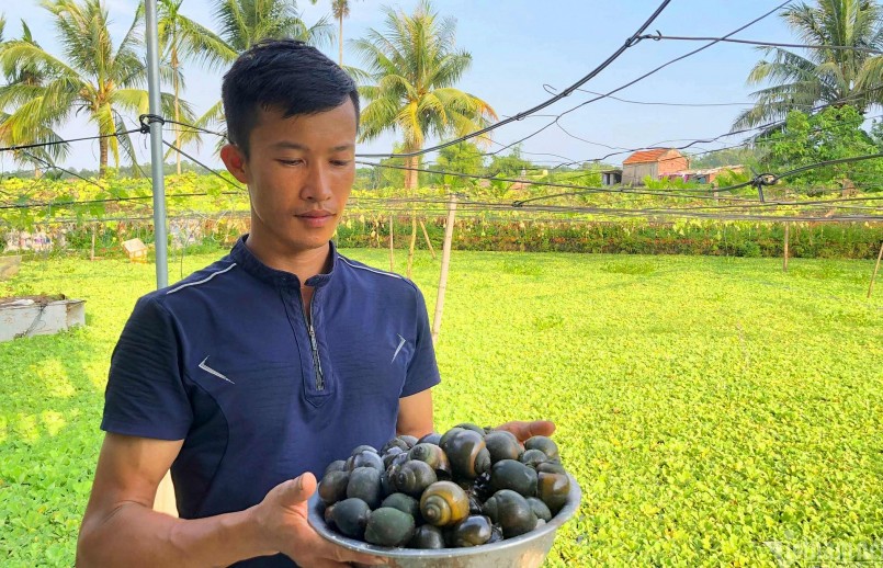 Anh Vũ Hồng Thái là người tiên phong nuôi ốc nhồi tại thị xã Quảng Yên.
