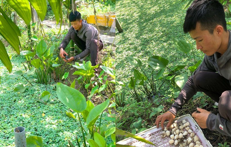 Ngoài nuôi ốc nhồi thương phẩm, anh Thái còn tự thu gom giống để nuôi gối vụ sau và để bán.