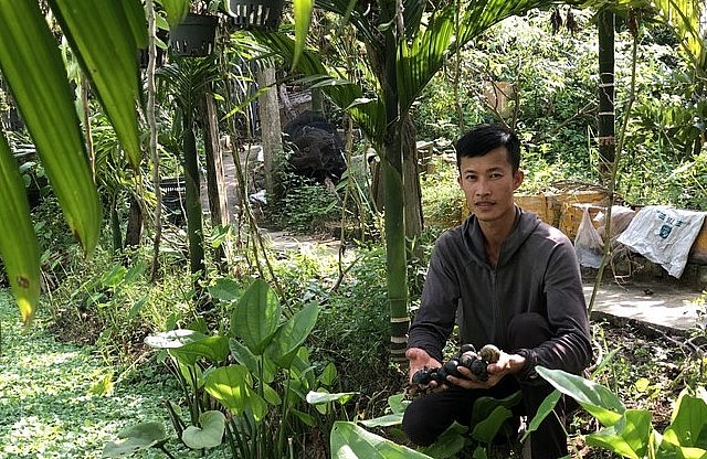 Mỗi ngày Thái bán 50kg ốc thành phẩm. Trừ tiền công, chi phí, mỗi năm Thái thu nhập hơn 500 triệu đồng.