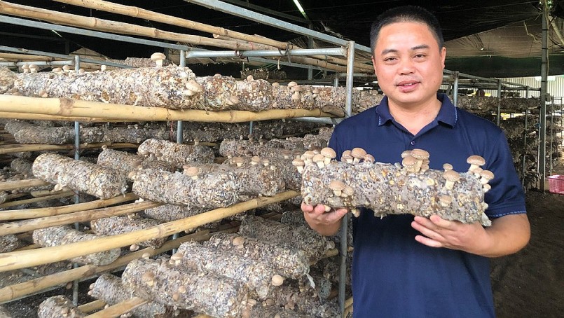 Mô hình trồng nấm đông cô của Công ty TNHH Nấm Ngọc Bích Mô hình trồng nấm đông cô của Công ty TNHH Nấm Ngọc Bích