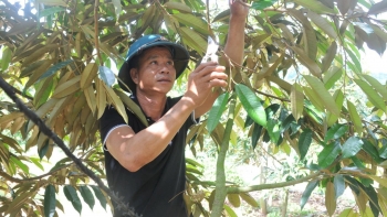 Sau vụ sầu riêng khẩn trương phục hồi cây suy kiệt, nhà vườn lộ bí quyết để tăng năng suất