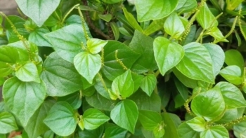 3 loại rau mọc hoang có hàm lượng dinh dưỡng cao, cực tốt cho sức khoẻ