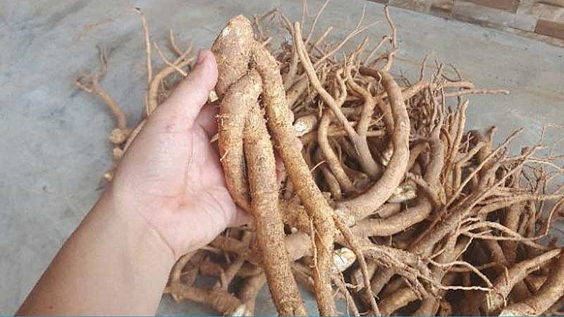 Lưu ý khi sử dụng đinh lăng 