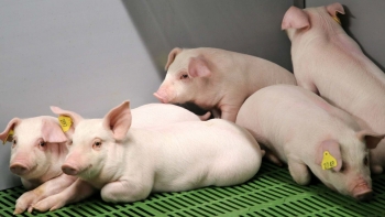 Giá heo hơi hôm nay 25/8: Giảm mạnh nhất trong tuần về dưới mốc 60.000 đồng/kg và nỗi lo chu kỳ giảm kéo dài