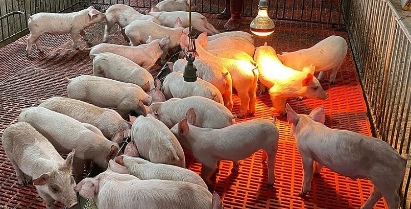 Giá heo hơi hôm nay (25/8) kỳ vọng đà giảm sẽ kết thúc và giá heo cuối năm sẽ khởi sắc.