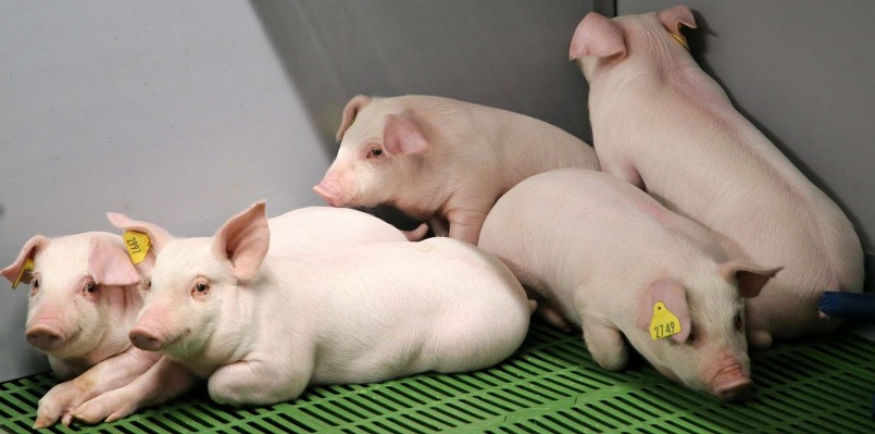 Giá heo hơi hôm nay (25/8) giảm đồng loạt dưới mức 60.000 đồng/kg, đây là đợt giảm mạnh nhất kể từ đầu tuần.