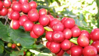 Giá nông sản hôm nay 25/8: Cà phê nối dài chuỗi tăng khởi sắc, hồ tiêu nằm im trên đỉnh 71.000 đồng/kg