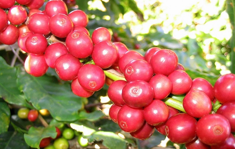 Giá nông sản hôm nay (25/8), giá cà phê đà tăng kéo dài trên sàn kỳ hạn. Trong đó, giá cà phê robusta tiếp tục tăng 0,17% lên mức 2.406 USD/tấn.