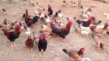 Nuôi gà thịt khó bán, bất ngờ chuyển sang nuôi gà nhỡ lại cháy hàng, nông dân có thu nhập cao