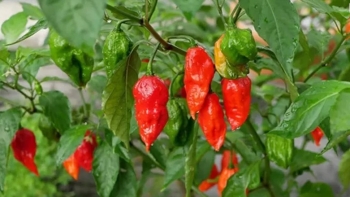 Nhìn như quả khô nhưng loại ớt này có giá lên đến 300.000 đồng/kg, thương lái tranh mua từng kg