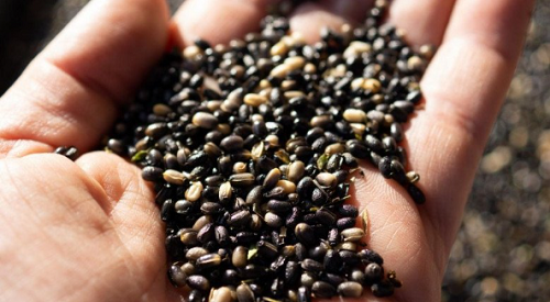 Loài hoa được mệnh danh là “kim cương đen”, mang màu đen huyền bí, đẹp làm say lòng người