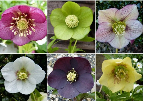 Loài hoa được mệnh danh là “kim cương đen”, mang màu đen huyền bí, đẹp làm say lòng người