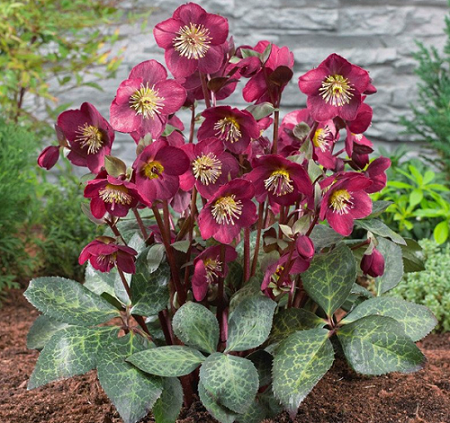 Loài hoa được mệnh danh là “kim cương đen”, mang màu đen huyền bí, đẹp làm say lòng người