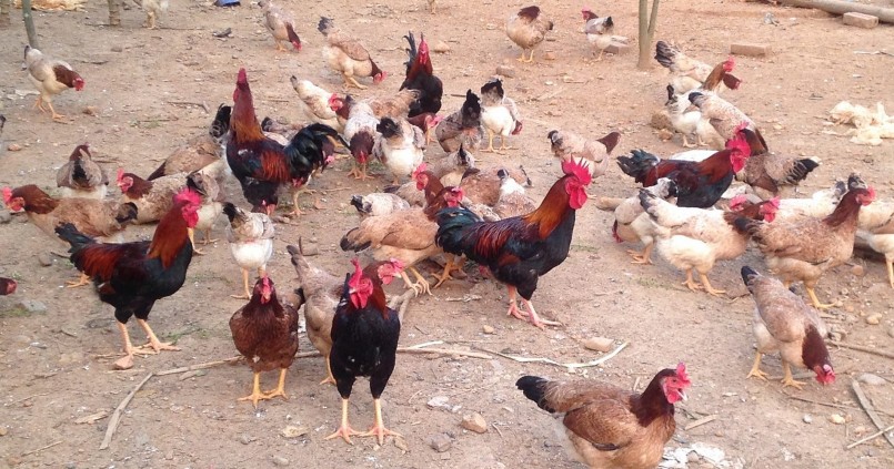 Thay vì nuôi gà từ con giống tới thương phẩm, chị Bé nuôi khoảng 1 tháng rồi xuất bán gà nhỡ, được người chăn nuôi và doanh nghiệp đặt hàng..