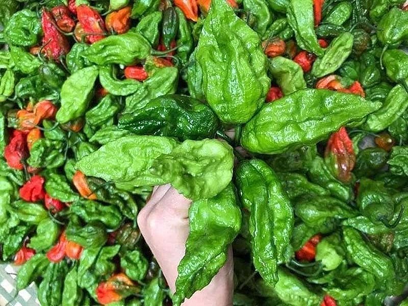 Ớt trung đoàn có mùi thơm rất đặc trưng