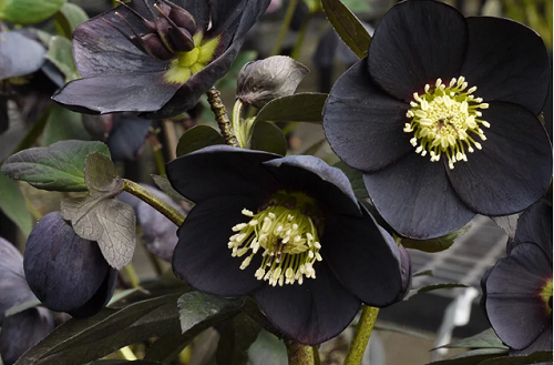 Loài hoa được mệnh danh là “kim cương đen”, mang màu đen huyền bí, đẹp làm say lòng người