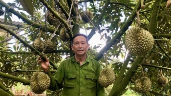 Thu hoạch 250 cây sầu riêng đã có lời 1,7 tỷ, nơi này có 500 ha đếm không xuể tỷ phú sầu riêng