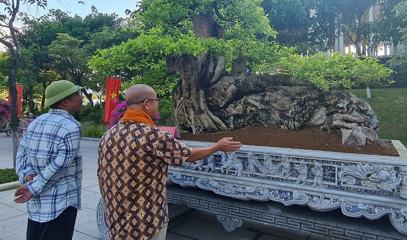 Được trưng bày ở mặt tiền khu triển lãm ngay Trung tâm Hội nghị tỉnh Bình Định, tác phẩm bonsai độc đáo này thu hút sự chú ý của nhiều người.