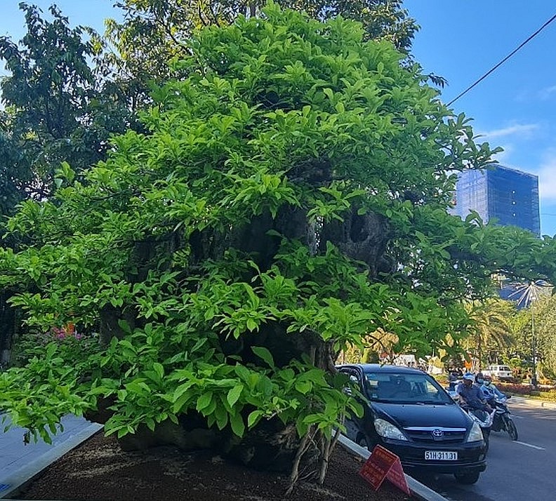 Từng mọc nhiều ở dọc chân đồi, bìa núi ở các tỉnh Quảng Ngãi, Bình Định thế nhưng nhiều năm trở lại đây, quăng ngày một ít dần.