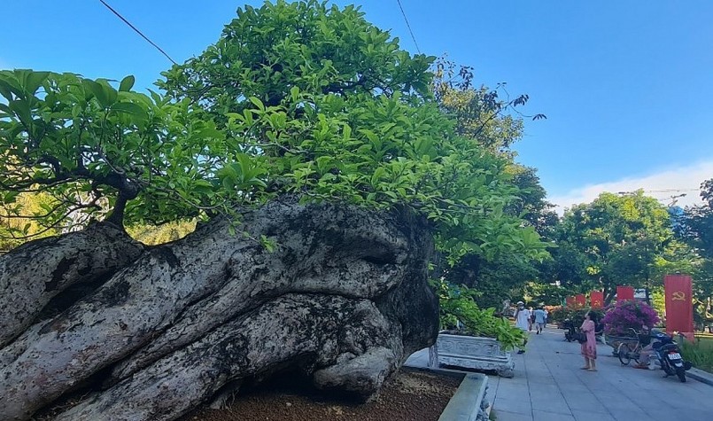 Nay, quăng dường như trở thành một loại cây lạ, nếu không được giới thiệu có lẽ ít người nhận ra.