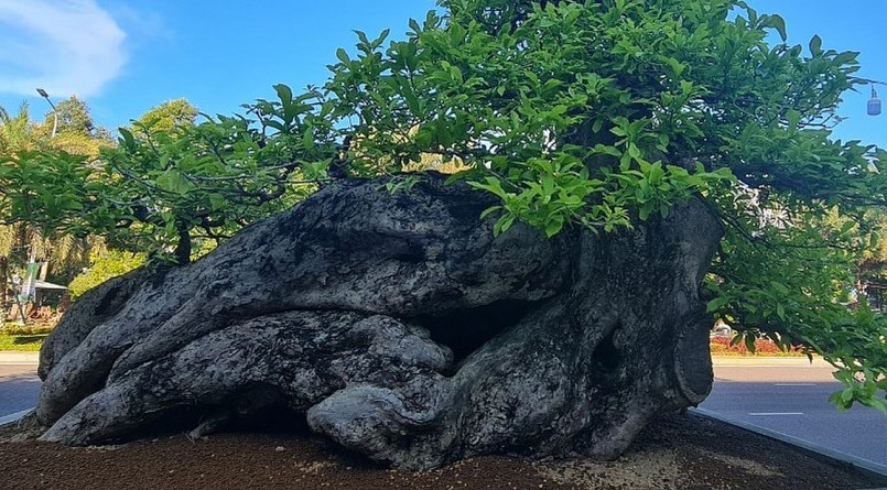 Ngay tại triển lãm sinh vật cảnh khu vực miền Trung - Tây Nguyên năm nay, nơi quy tụ đủ loại cây cảnh tiền tỷ thì quăng bonsai cũng chỉ đếm trên đầu ngón tay.
