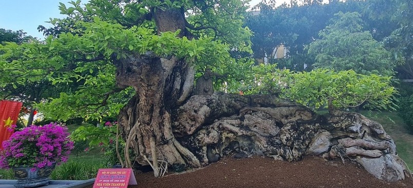 Tác phẩm quăng bonsai cổ thụ độc đáo góp phần tạo dấu ấn tại triển lãm.
