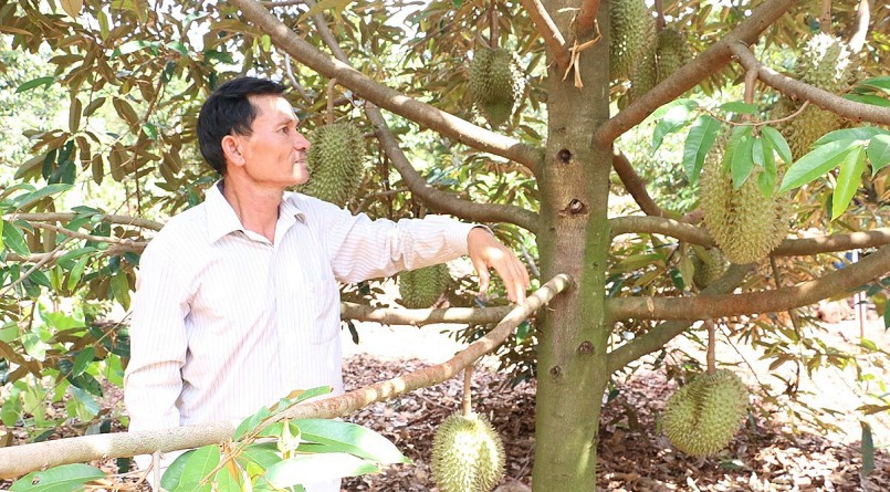 Liên kết tạo sức bật cho thương hiệu sầu riêng Chư Păh Liên kết tạo sức bật cho thương hiệu sầu riêng Chư Păh