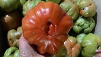 Loại cà chua xấu lạ xưa ít người ăn, nay thành đặc sản 50.000 đồng/kg vẫn được săn lùng