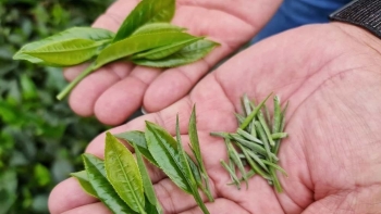 Làm nên đẳng cấp chè Khe Cốc từ bí quyết bón mật ong, trứng gà cho ra sản phẩm chè nghìn USD