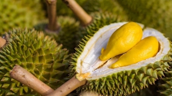 Vỏ quả sầu riêng: Tưởng chừng là thứ bỏ đi, hoá ra mang vô vàn lợi ích