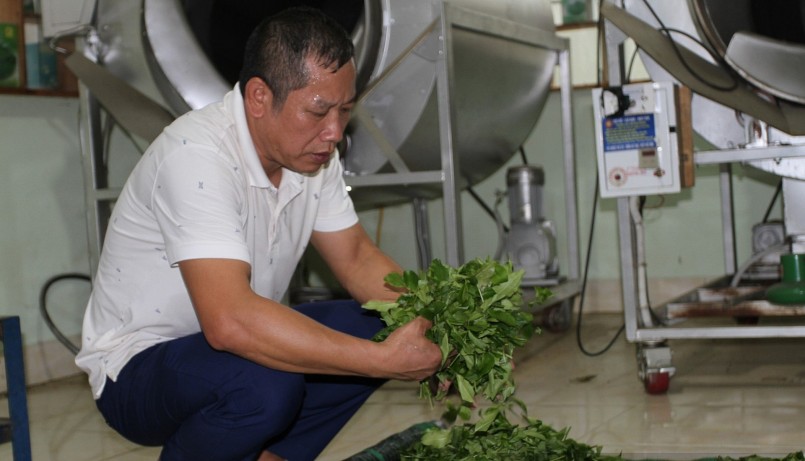 Ông Tô Văn Khiêm dành nhiều tâm huyết cho cây chè và thương hiệu chè Khe Cốc.