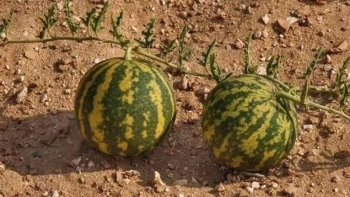 Dưa hấu căng tròn mọc khắp sa mạc, vì sao không ai dám ăn, không ai dám hái?